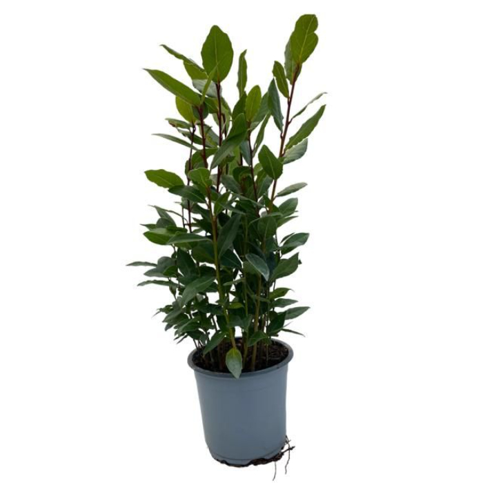 laurus-nobilis-w18-cm