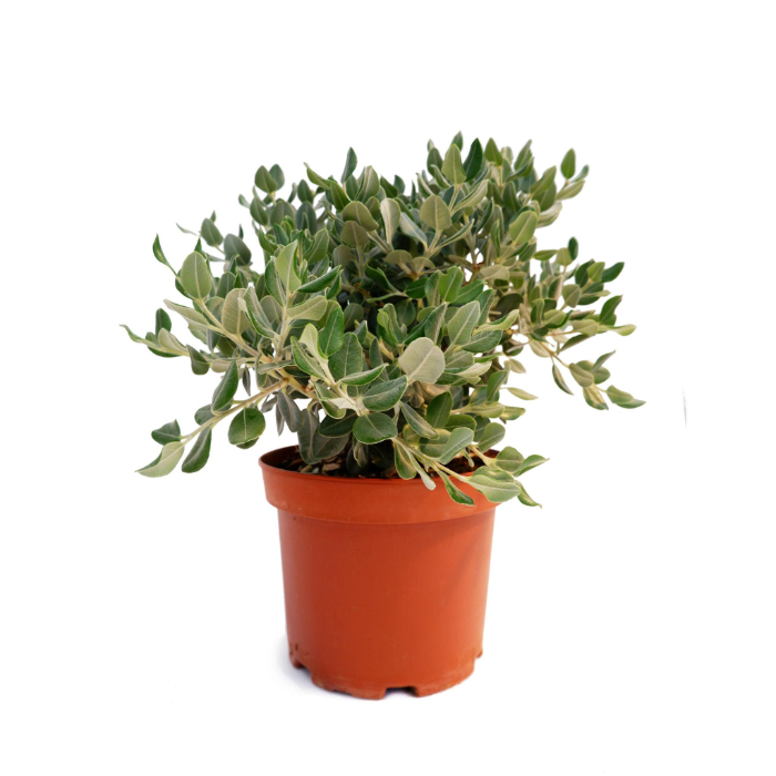 metrosideros-excelsa-w18-cm
