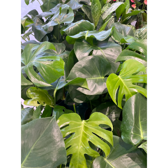 monstera-deliciosa-h21