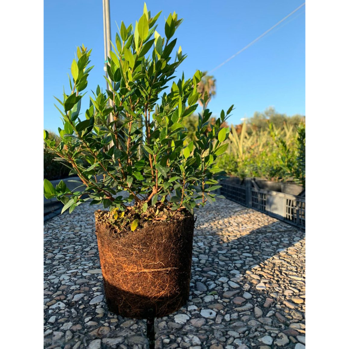 myrtus-communis-luma-varieg-w35-cm