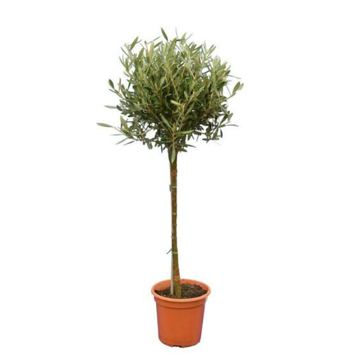 olivo-tree-w37-cm