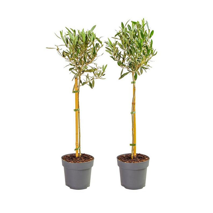 olivo-tree-w18-cm