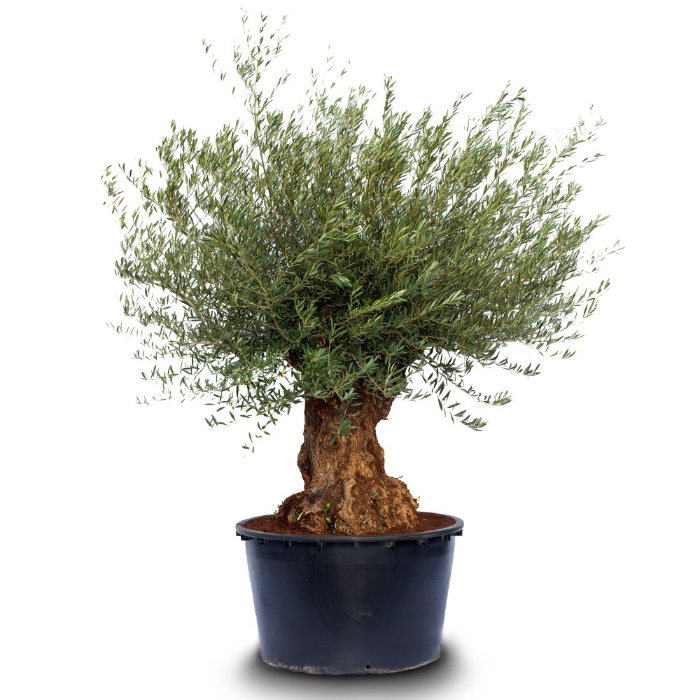 olivo-tree-w90-cm-small