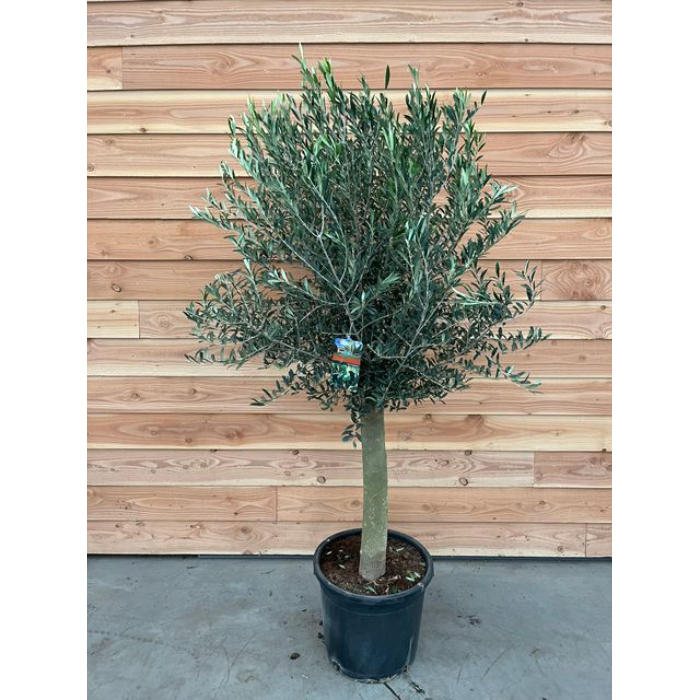 olivo-tree-w35-cm
