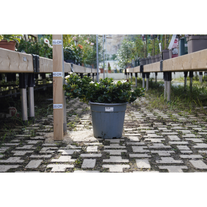 carissa-macrocarpa-v-24
