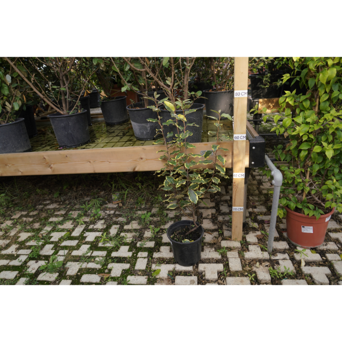 eleagnus-ebbingei-variegato-v-18