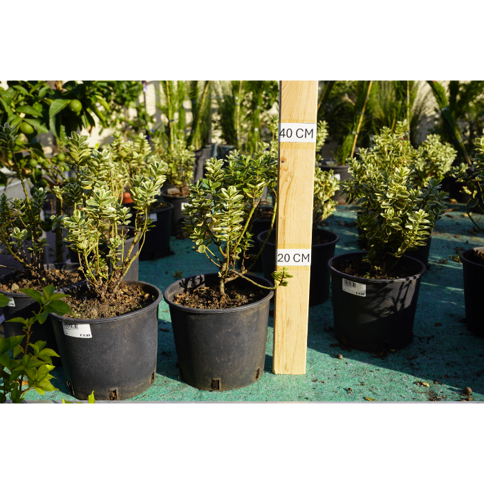 hebe-variegata-v-18
