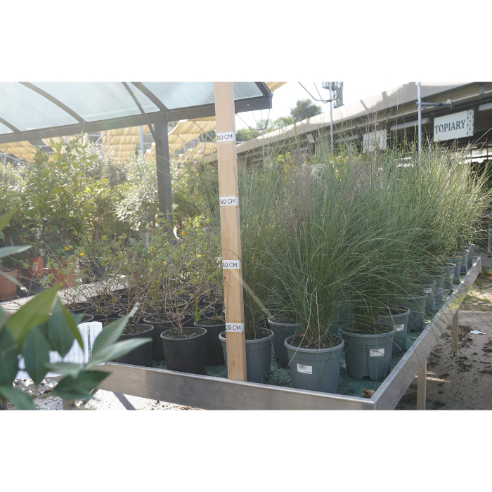 muehlembergia-capillaris-v-18