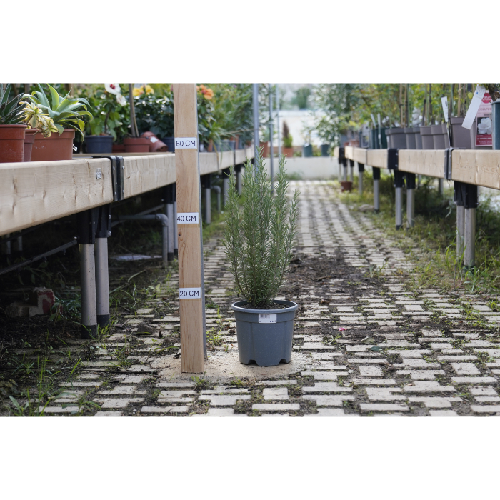 rosmarino-officinalis-v-18