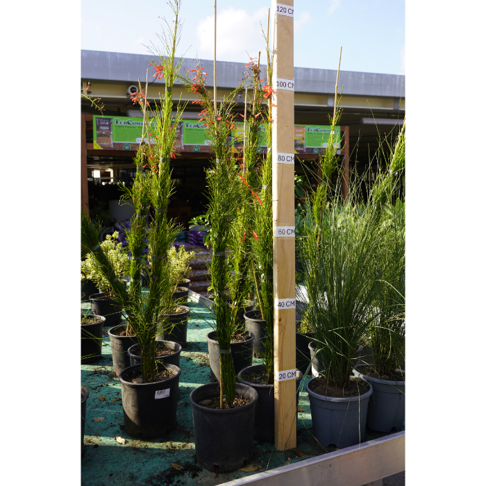 russelia-equisettifolium-v-18
