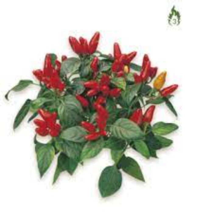 peperoncino-acapulco-h22