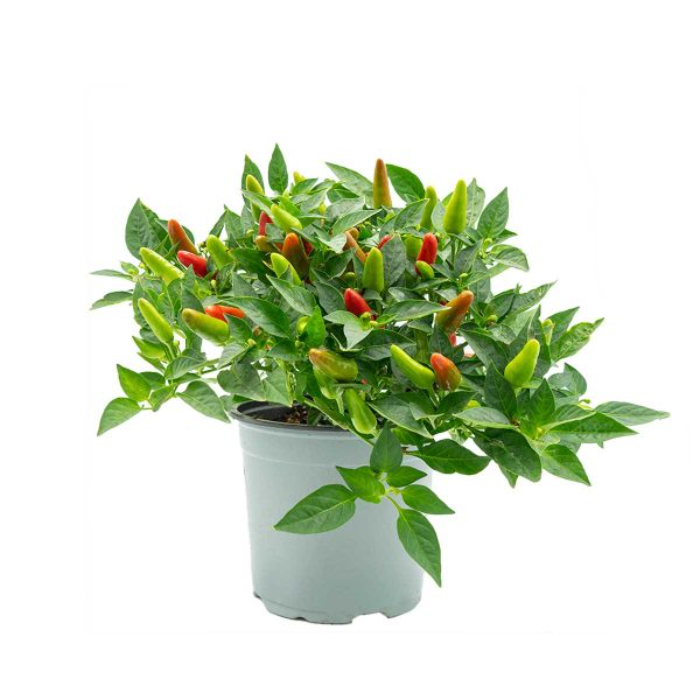 peperoncino-w14-cm