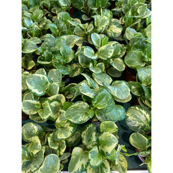 peperomia-golden-gate-h12