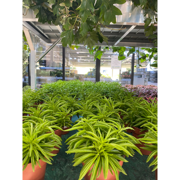 peperomia-happy-bean-h12