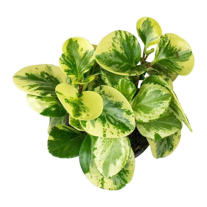 peperomia-obtusifolia-variegata-h20-p12