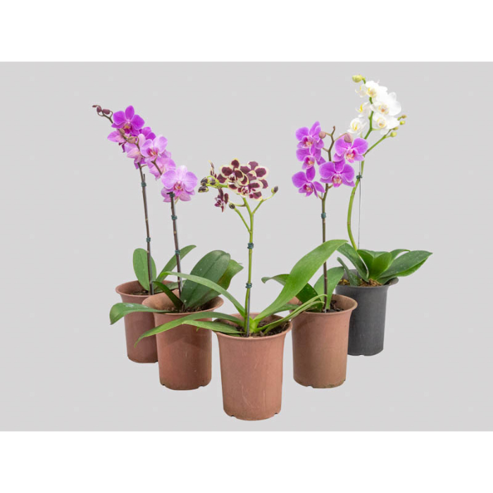phalaenopsis-mix-h65-p12