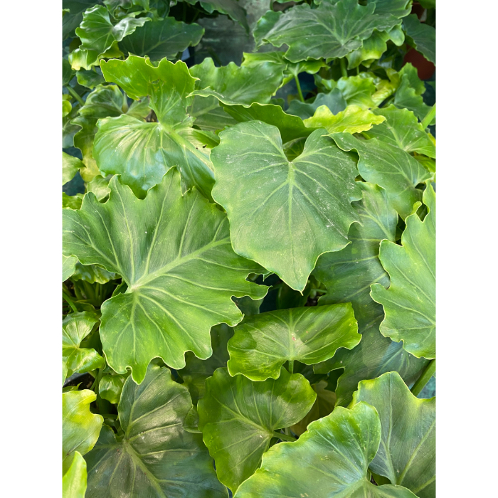 philodendron-bipinnatifidum-shangri-la