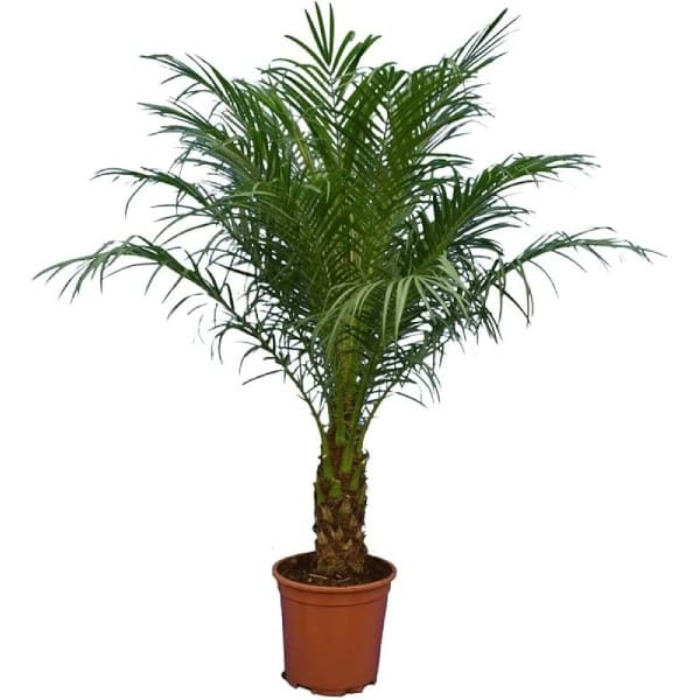 phoenix-roebelenii-w35-cm