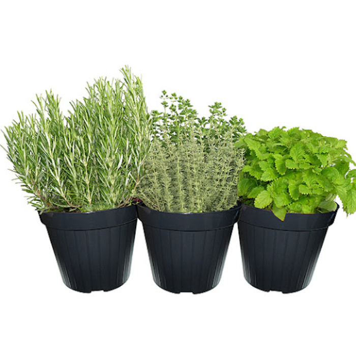 piante-aromatiche-w14-cm