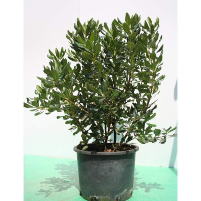 pittosporum-tobira-w18-cm