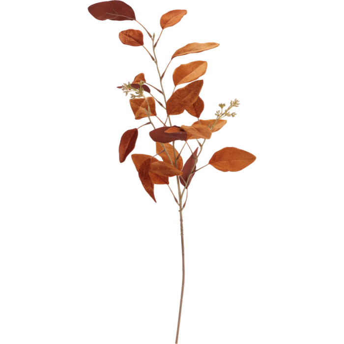eucalyptus-stem-with-fruit-—-assorted