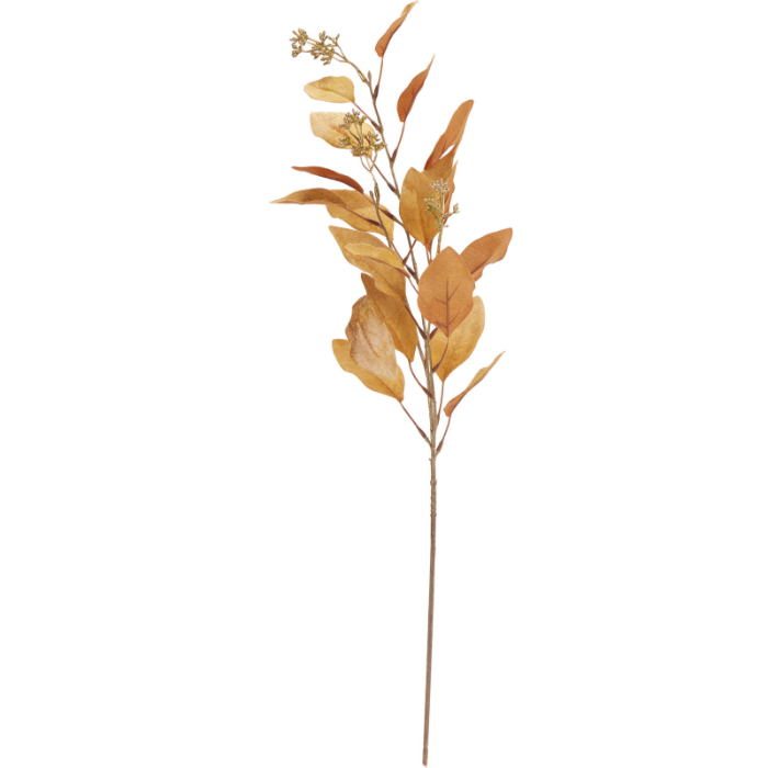 eucalyptus-stem-with-fruit-—-assorted