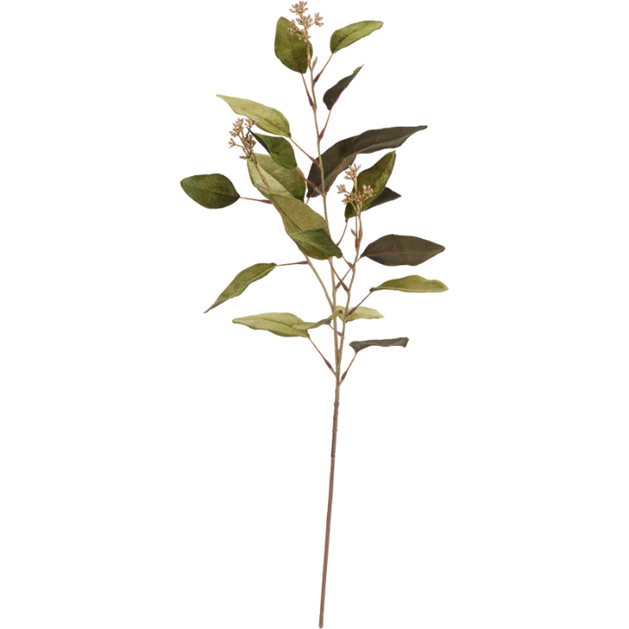 eucalyptus-stem-with-fruit-—-assorted