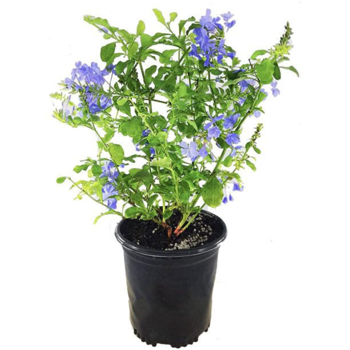 plumbago-capensis-w18-cm