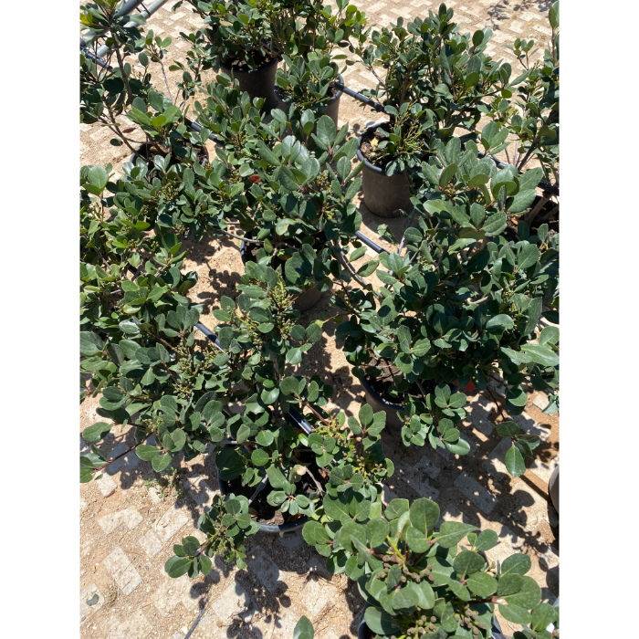 raphiolepsis-umbellata-h24