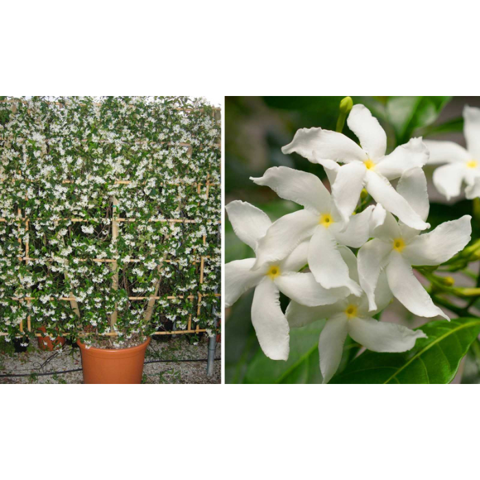 rhyncospermum-jasminoidies-w18-cm