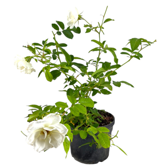 rosa-bianca-dell-etna-w18-cm