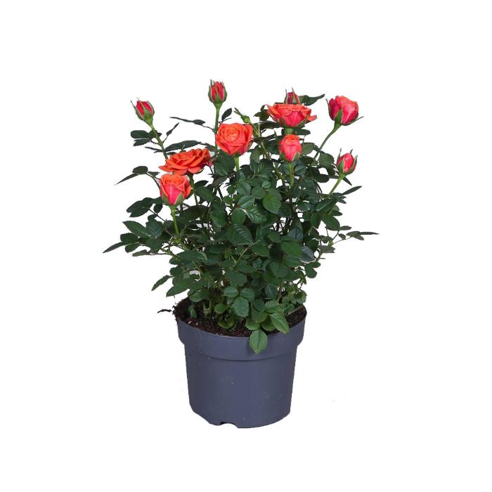 rosa-patiohit-mixed-h36-p13