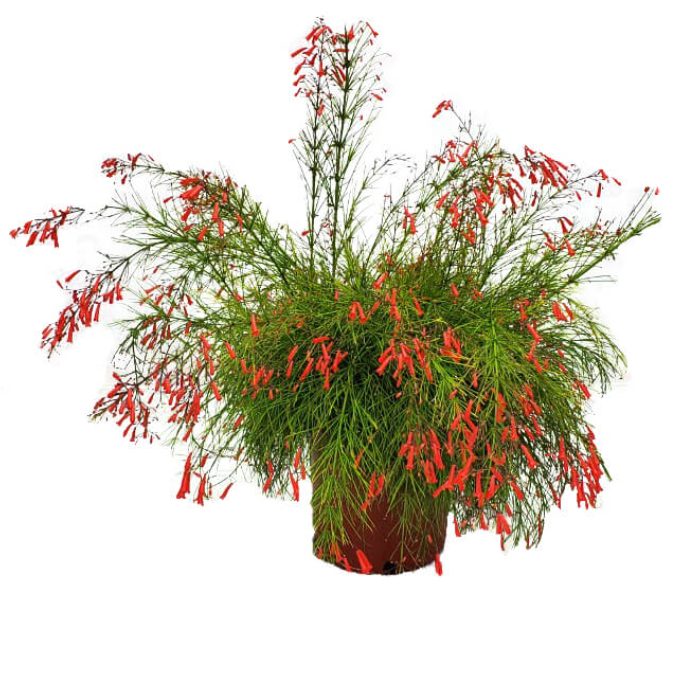 russelia-equisetiformis-w18-cm
