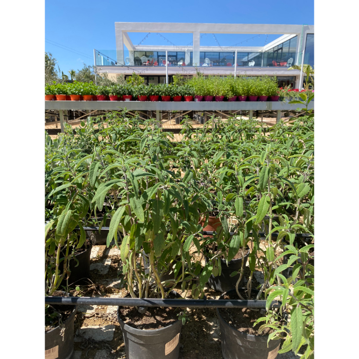 salvia-officinalis-w18-cm
