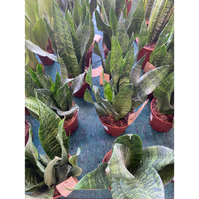 sansevieria-tri-futura-superba-h9