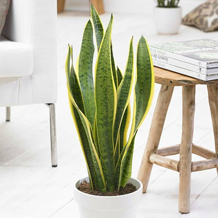 sansevieria-moonshine-h40-p12