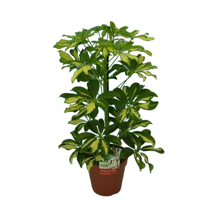 schefflera-ar-gerda-h45-p13