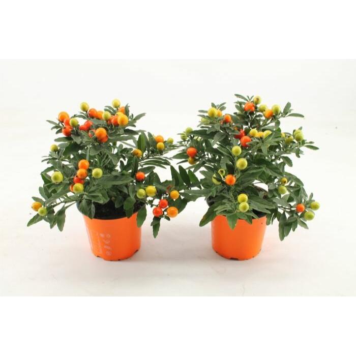 solanum-pseudocapsicum-h30-p12