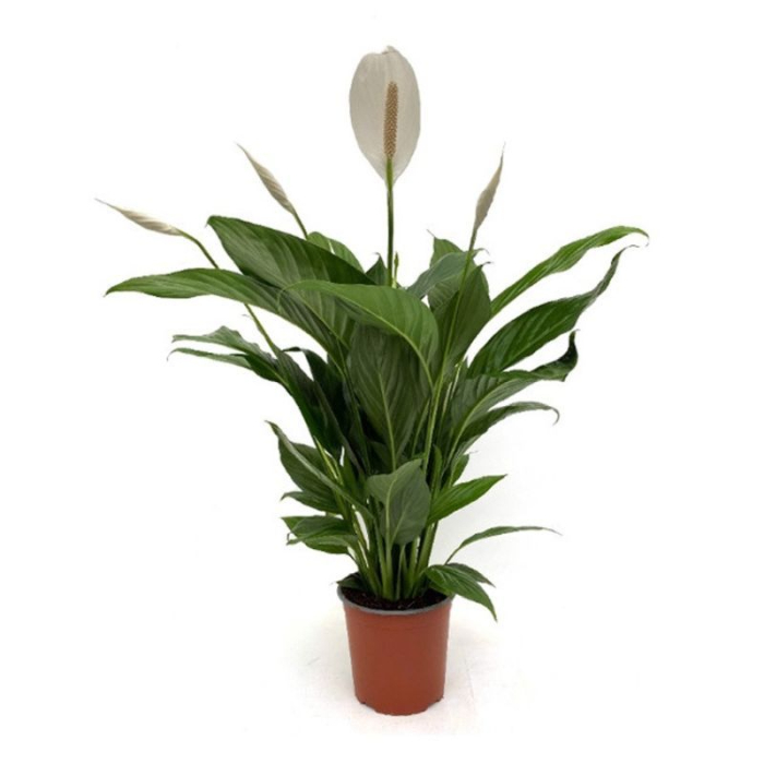 spathiphyllum-bingo-cupido-h70-p17