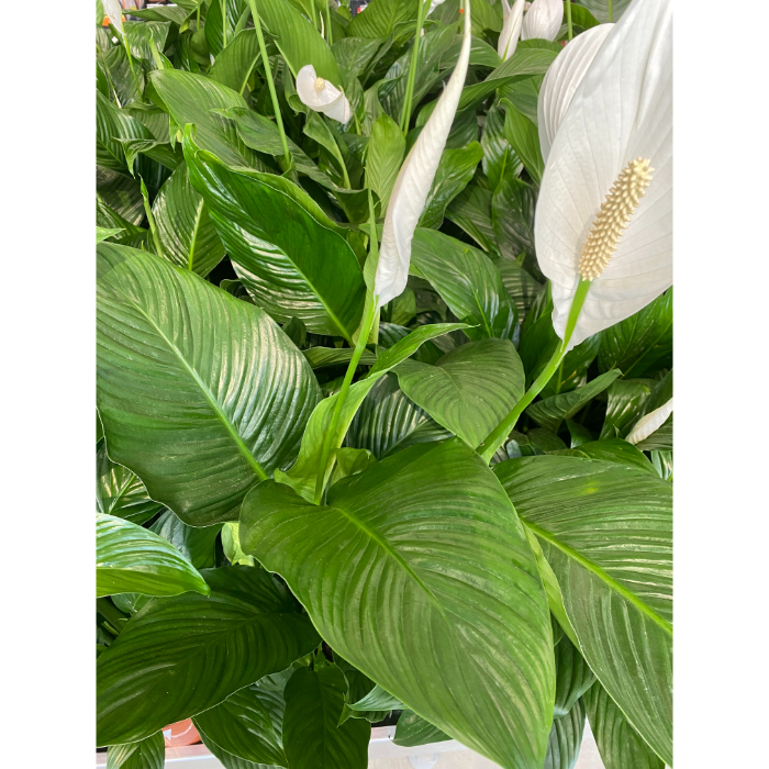 spathiphyllum-sweet-lauretta-h19