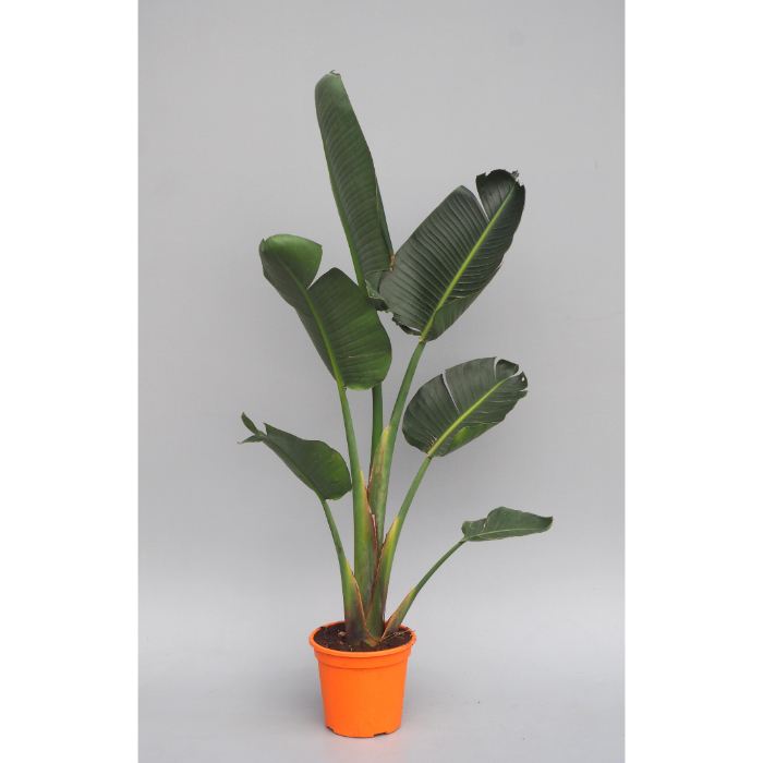 strelitzia-augusta-w24-cm