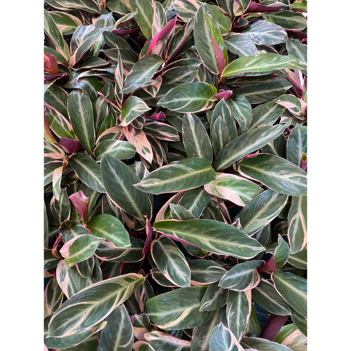 stromanthe-sanguinea-triostar-h14