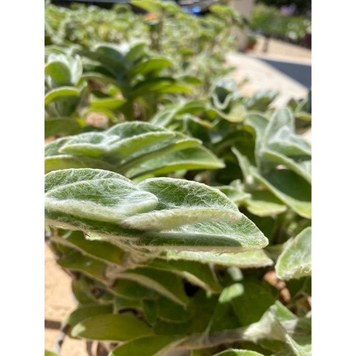 tradescantia-sillamontana-h18