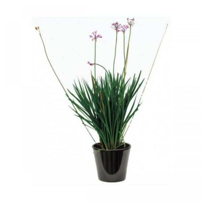 tulbaghia-violacea-w18-cm