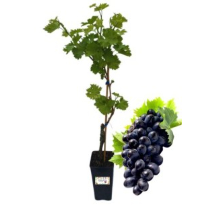 uva-da-tavola-w18-cm-tree