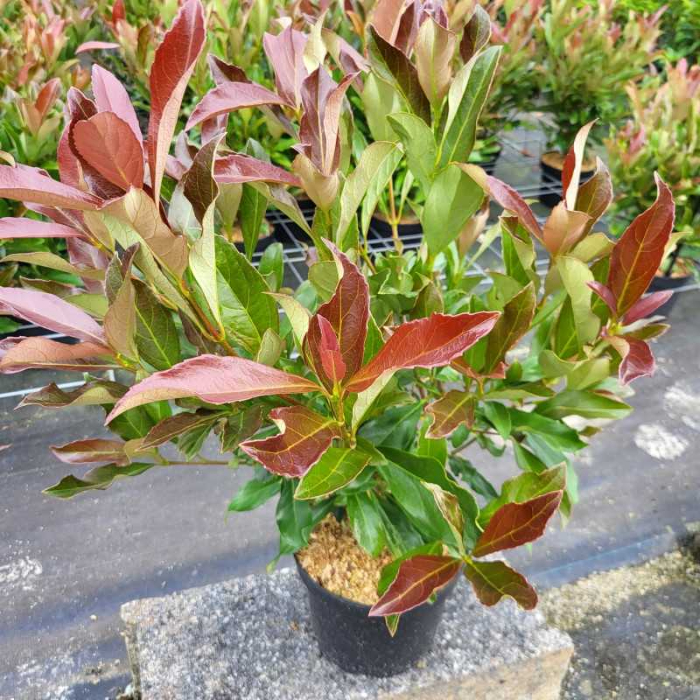 viburnum-odratissimum-coppertop-w24-cm