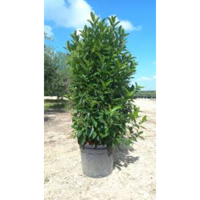 viburnum-lucidum-w24-cm