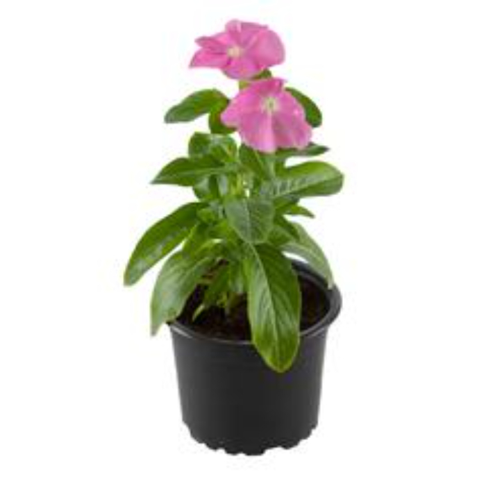 vinca-w9-cm