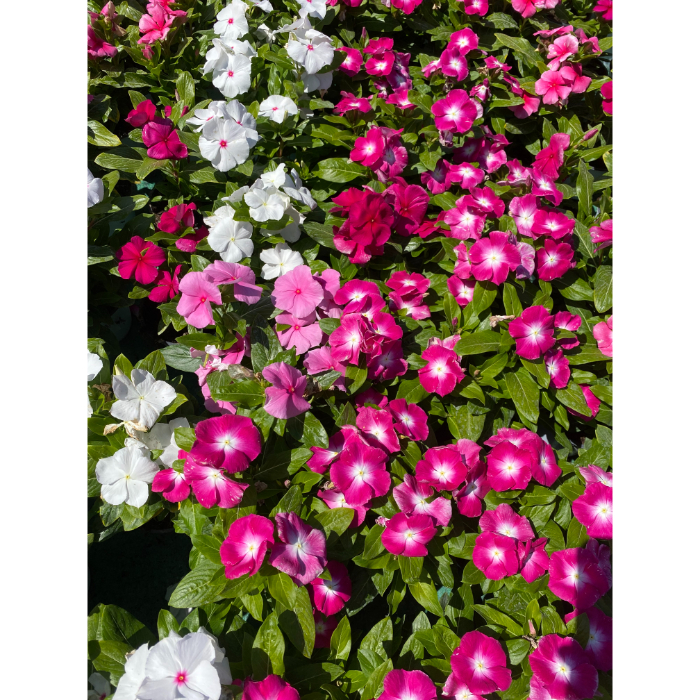 vinca-p12