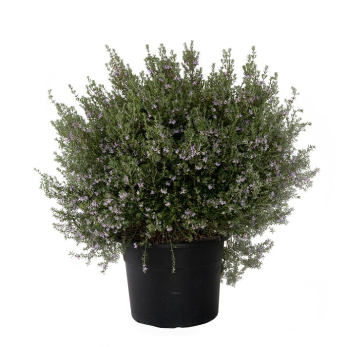 westringia-fruticosa-w24-cm